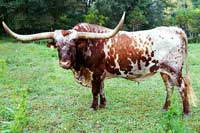 Gunsmoke