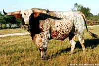 LYZ Texas Tuff