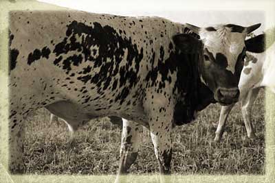 2010 steer/ sold 2bar2 ranch