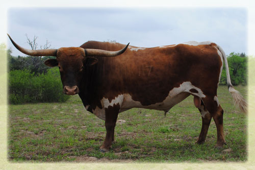 Sweet Lou/ 2007 senior herd sire 2bar2Ranch