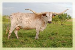 HL African Lady    2bar2 Ranch