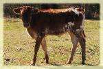 Photo taken Feb. 8, 2013/ 2012 heifer/ SOLD