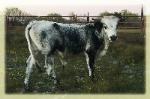 Magnum's Silver Bullet/ 2015 longhorn herd sire