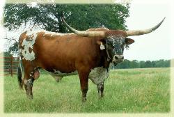 Moonstone Chex/ longhorn bull