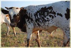 2010  steer/ Sweet Lou X Megan's Lass