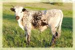 2013 heifer/ sale pending/ photo taken june 2014