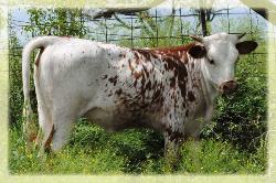 2010 heifer/ Sweet Lou X Miss Clarice