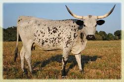 AH Madison's Casper 2006 Longhorn cow