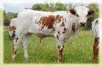2014 longhorn bull/ steer/ for sale/ photo taken april 2015