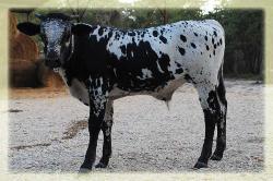 2011 steer/ Sweet Lou X Madison's Casper