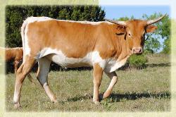 2010 heifer/ Sweet Lou X Bailey's Solidad