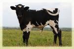 longhorn steer/ sale pending/ photo taken june 2013