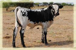  2011 steer/ Sweet Lou X Miss Clarice