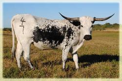 DHCC Miss Clarice 2007 Longhorn cow