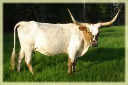 AMR Dallas' Gal 2007 longhorn cow