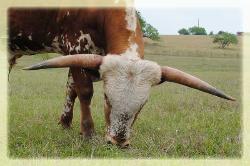 Gun Smoke's E.J. longhorn bull/jr. herd sire