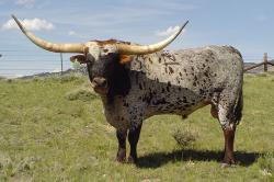 Hunts Command Respect/ Longhorn bull