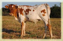 2010 heifer/ Sweet Lou X Dallas' Gal