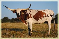 AMR Johnny's Chic 2007 longhorn cow