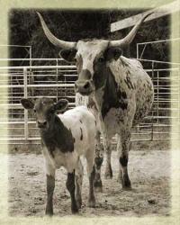 Texas longhorn breeders
