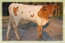 2011 heifer/ Sweet Lou X Megan's Lass