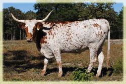 AMR Megan's Lass 2007 longhorn cow