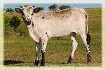  2010 heifer/Nite Rider 5 X Mi Tierra