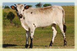  2010 heifer/Nite Rider 5 X Mi Tierra