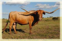 Mi Tierra 1999 longhorn cow