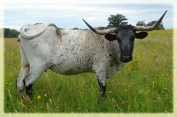 LP Sapphire 2005 longhorn cow