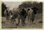 2bar2 ranch longhorns