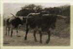 longhorns mc mahan texas