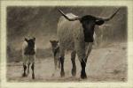 longhorn herd austin