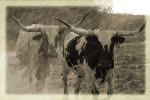longhorn cattle for sale