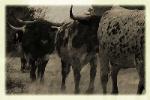 registered texas longhorn cattle