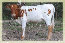  2011 heifer/ Sweet Lou X Bailey's Solidad