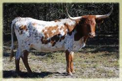 D H Bailey's Solidad 2008 Longhorn cow