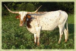 LLL Stella 2005 Longhorn cow