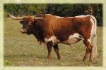 Sweet Lou/ 2007 senior herd sire 2bar2 Ranch