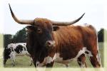 Sweet Lou 2007/ senior herd sire