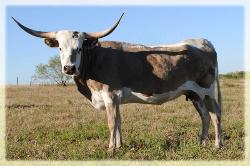 LSL Toffee 2008 longhorn cow